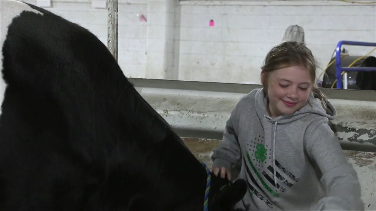 4-H Spotlight: Junior Fair members provide insight on showing dairy cows